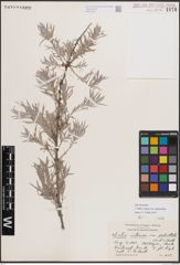 Foto von Salix exigua var. pedicellata (Andersson) Cronquist